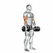 Bicep Curl (Dumbbell)