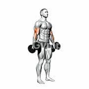 Hammer Curl (Dumbbell)
