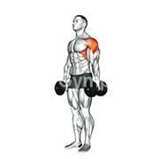 Lateral Raise (Dumbbell)