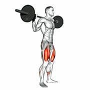 Squat (Barbell)
