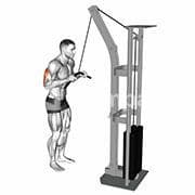 Triceps Pushdown