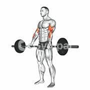 21s Bicep Curl
