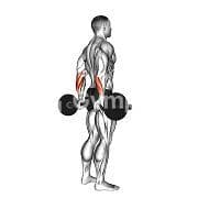 Behind the Back Bicep Wrist Curl (Barbell)