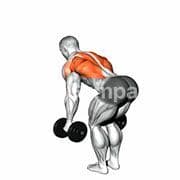Bent Over Row (Dumbbell)
