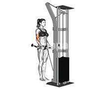 Bicep Curl (Cable)