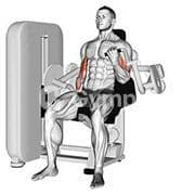 Bicep Curl (Machine)