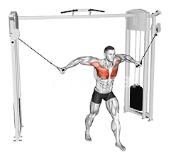 Standing Cable Fly