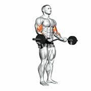 EZ Bar Biceps Curl