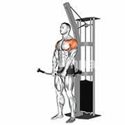 Front Raise (Cable)