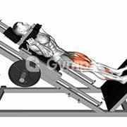 Hack Squat (Machine)