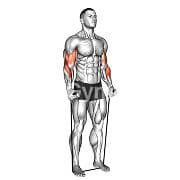 Hammer Curl (Band)