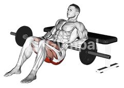 Hip Thrust (Barbell)