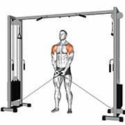 Lateral Raise (Cable)