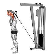 Overhead Triceps Extension (Cable)