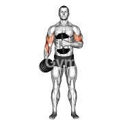 Pinwheel Curl (Dumbbell)
