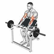 Preacher Curl (Barbell)