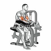 Preacher Curl (Machine)