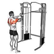 Rear Delt Reverse Fly (Cable)