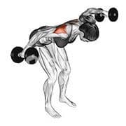 Rear Delt Reverse Fly (Dumbbell)