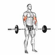 Reverse Curl (Barbell)