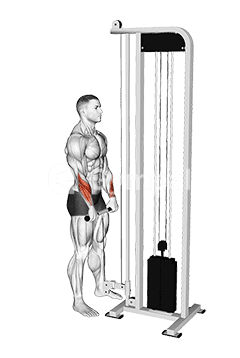 Reverse Curl