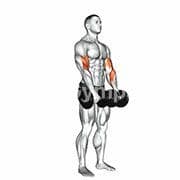 Reverse Curl (Dumbbell)