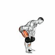 Romanian Deadlift (Dumbbell)
