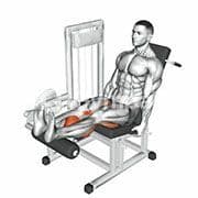 Seated Leg Curl (Machine)