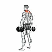 Shrug (Dumbbell)