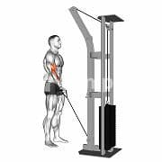 Single Arm Curl (Cable)