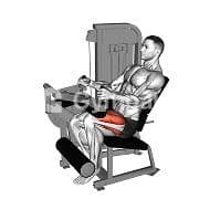 Single Leg Extensions