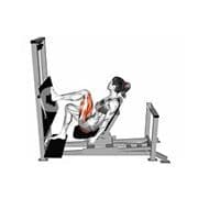 Single Leg Press (Machine)