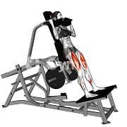 Squat (Machine)