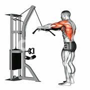 Straight Arm Lat Pulldown (Cable)