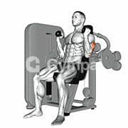 Triceps Extension (Machine)