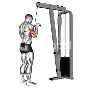 Triceps Pressdown