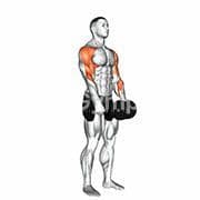 Upright Row (Dumbbell)