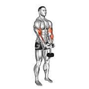 Waiter Curl (Dumbbell)