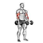 Zottman Curl (Dumbbell)
