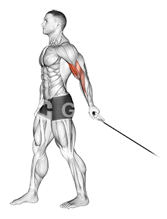 Cable One Arm Biceps Curl