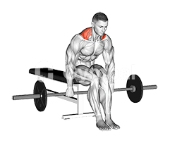 Barbell Seated Shrug