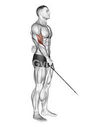 Cable Reverse One Arm Curl