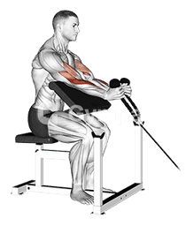 Cable Rope Hammer Preacher Curl