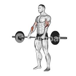 Barbell Reverse Curl