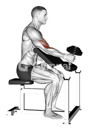 Dumbbell One Arm Hammer Preacher Curl