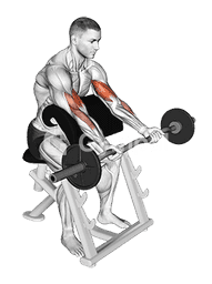 EZ Barbell Preacher Curl