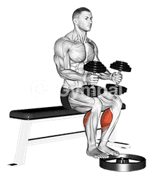 Dumbbell Seated Calf Raise