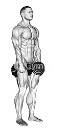 Dumbbell Stiff Leg Deadlift