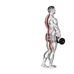 Dumbbell Single Stiff Leg Deadlift