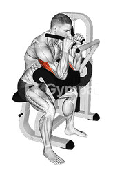 Lever Triceps Extension